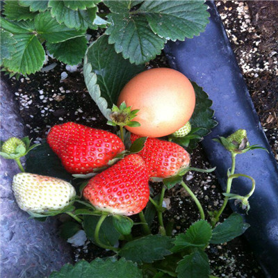 高的温室草莓苗一亩地栽多少棵