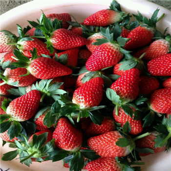 甘东草莓苗批发价、甘东草莓苗果子好吃吗