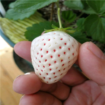 我想买公主草莓苗园艺场