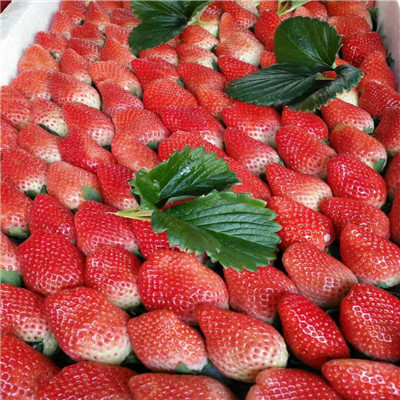 的京留香草莓苗一亩地栽多少棵