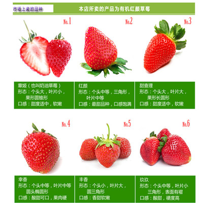 怎么选择公主草莓苗繁育基地
