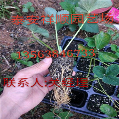 高的温室草莓苗一亩地栽多少棵