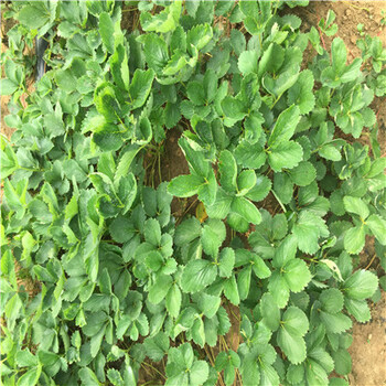 美德萊特草莓苗價格、美德萊特草莓苗一棵多少錢