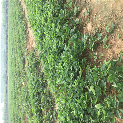 大棚草莓苗集中种植产区、大棚草莓苗一棵多少钱