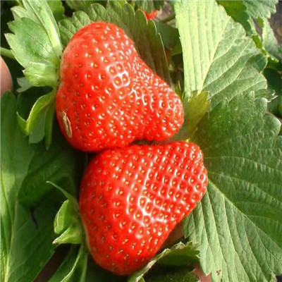 山东牛奶草莓苗出售