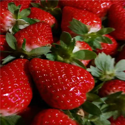大棚草莓苗哪里有卖、大棚草莓苗批发基地