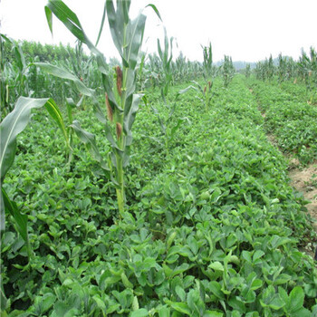 山东温室草莓苗示范园基地