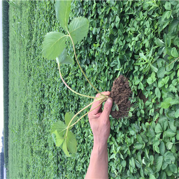 哪里有賣桃熏草莓苗附近哪里有