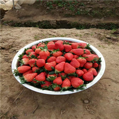 山东奶油草莓苗繁育基地