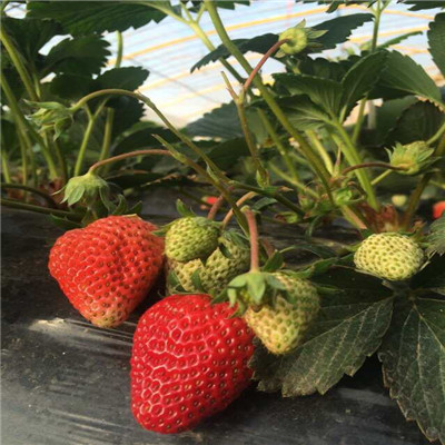 法兰地草莓苗批发、法兰地草莓苗出土价格