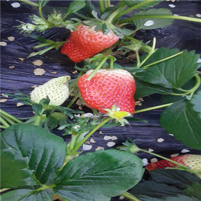 新品种麦特莱草莓苗集中种植产区