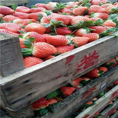 价格划算的法兰地草莓苗出土价格