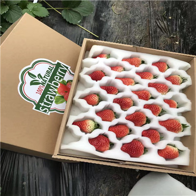 高的燕香草莓苗出售