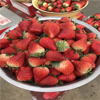 价格划算的幸之花草莓苗价格