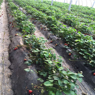 新品种幸之花草莓苗哪里有卖