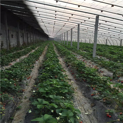 山东麦特莱草莓苗一亩地栽多少棵