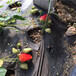 法兰地草莓苗报价、法兰地草莓苗品种怎么样