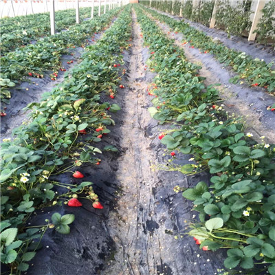新品种温室草莓苗集中种植产区