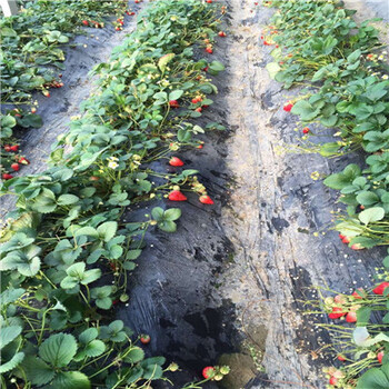 红颜草莓苗一亩地栽多少棵、红颜草莓苗繁育基地