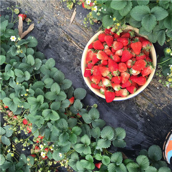报价合理的章姬草莓苗一亩地栽多少棵