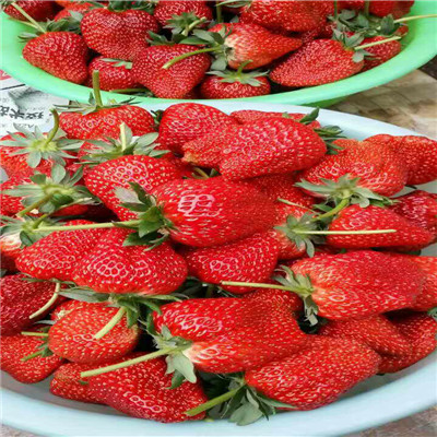 山东红颜草莓苗销售价格