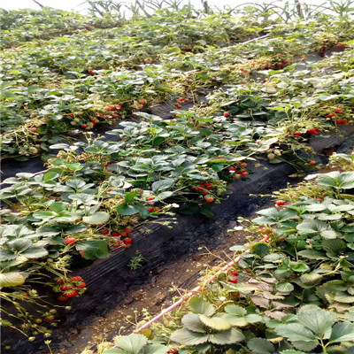 的温室草莓苗示范园基地