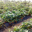 高质量的京留香草莓苗价格多少图片