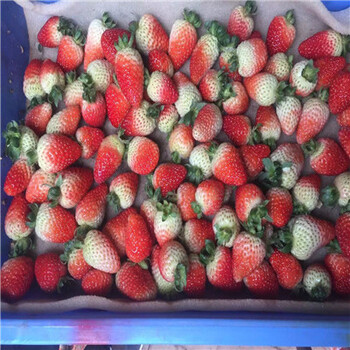 我想买红颜草莓苗价格多少