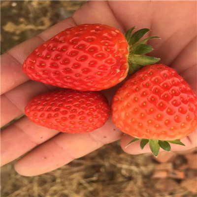 的红颜草莓苗品种怎么样