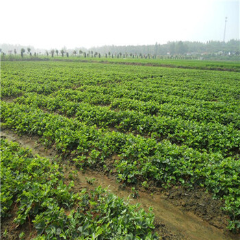 太空2008草莓苗集中种植产区、太空2008草莓苗基地