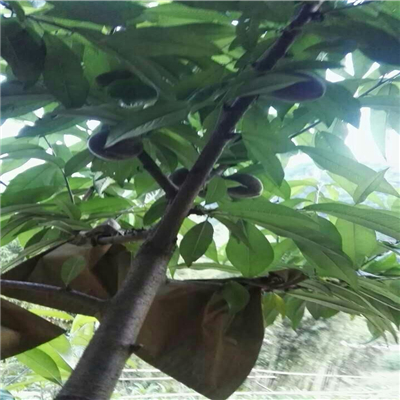 桃樹(shù)實(shí)生苗一畝地種多少棵、桃樹(shù)實(shí)生苗怎么種