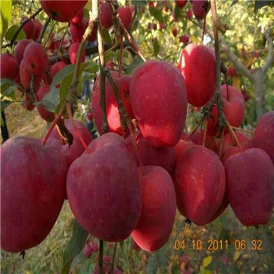 桃树实生苗品种介绍、桃树实生苗卖价多少钱一棵