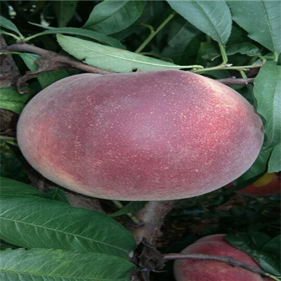 桃樹實(shí)生苗批發(fā)、桃樹實(shí)生苗價(jià)格行情