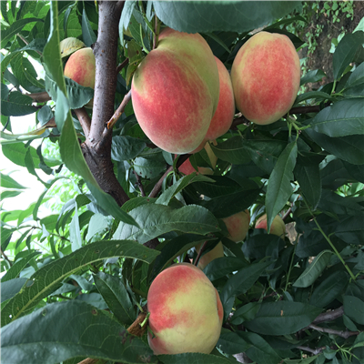 桃树实生苗品种介绍、桃树实生苗批发基地