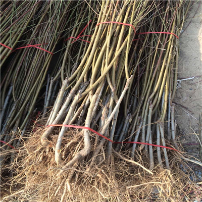 桃樹實生苗一棵多少錢、桃樹實生苗什么時候種植好