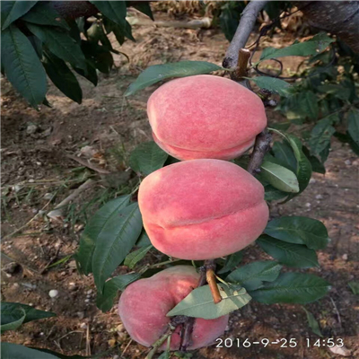 桃樹(shù)實(shí)生苗一畝地種多少棵、桃樹(shù)實(shí)生苗怎么種
