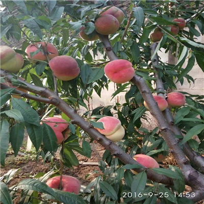 桃樹實生苗一棵多少錢、桃樹實生苗什么時候種植好