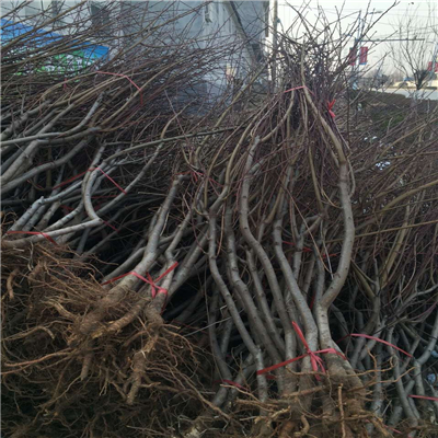 桃樹實生苗附近哪里有、桃樹實生苗種植技術