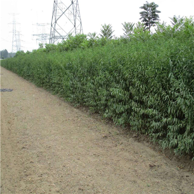 桃樹實生苗一棵多少錢、桃樹實生苗什么時候種植好