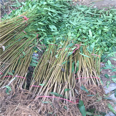桃樹實生苗批發(fā)、桃樹實生苗好吃嗎