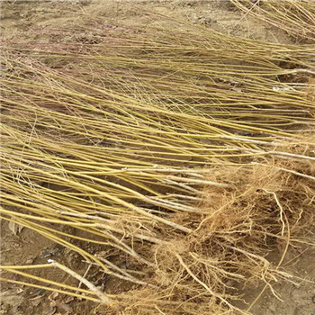 桃樹實(shí)生苗哪里賣的便宜、桃樹實(shí)生苗批發(fā)基地