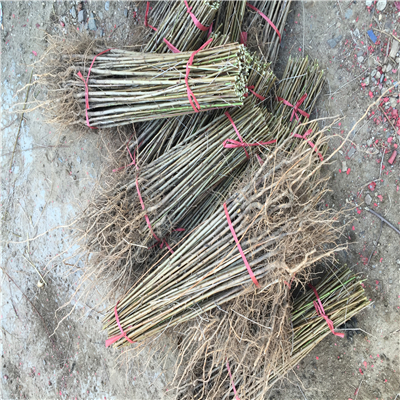 桃樹實(shí)生苗多少錢一棵、桃樹實(shí)生苗種植技術(shù)