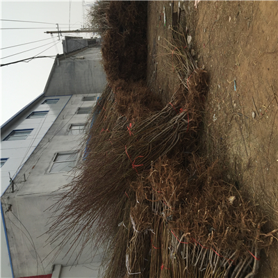 桃樹實生苗一棵多少錢、桃樹實生苗批發(fā)基地