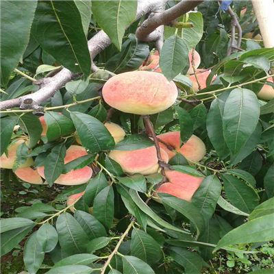 桃樹實(shí)生苗、桃樹實(shí)生苗哪里有