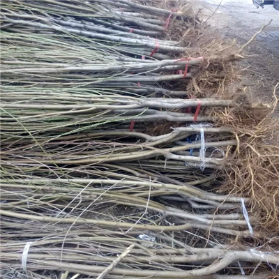 桃樹實生苗品種介紹、桃樹實生苗哪里有