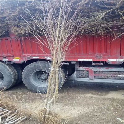 桃樹實生苗一棵多少錢、桃樹實生苗什么時候種植好