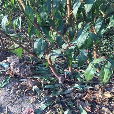 桃樹實(shí)生苗附近哪里有、桃樹實(shí)生苗可以做采摘園嗎
