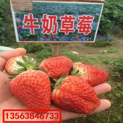 桃香草莓苗|基地價(jià)格