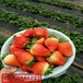 桃熏草莓苗基地价格