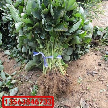 櫪女草莓苗出土價(jià)格